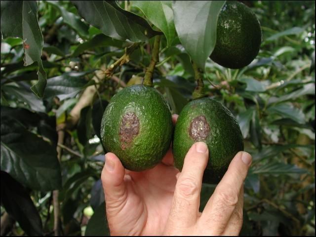 Imagen de dos manos que toman dos aguacates de una rama y muestran los daños causados por trips de cinturón rojo, dos manchas negras sobre la piel de la fruta.