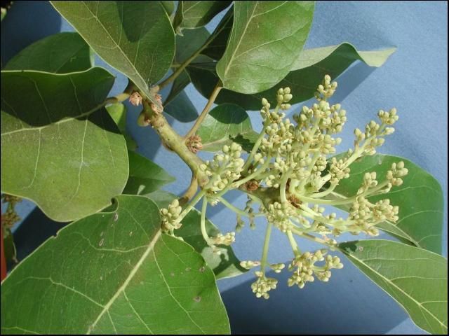 Racimo de flores de aguacate al final de una rama.