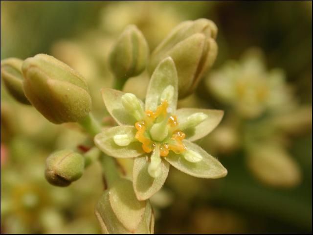 Acercamiento a una flor de aguacate en etapa femenina de floración.