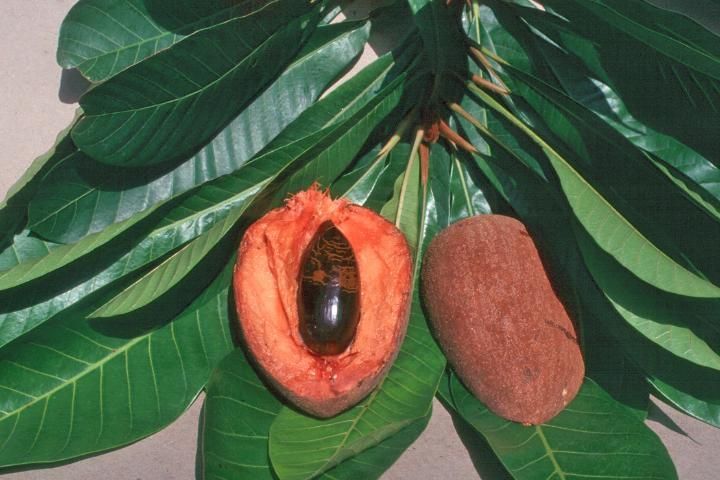 Mamey sapote 'Pantin' picado por la mitad sobre una superficie cubierta de hojas del árbol. La pulpa de la fruta es anaranjada y posee una semilla grande lisa marrón.