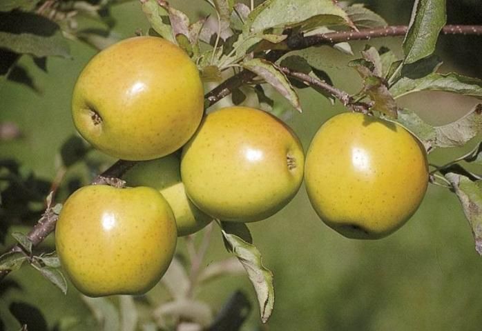 Figure 5. Manzanas de la variedad 'Ein Shemer'.