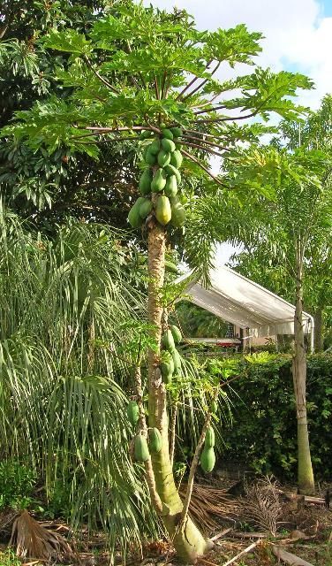 Planta de papaya sembrada en el jardín de una casa. Se puede ver el follaje y varios frutos creciendo en la parte superior.
