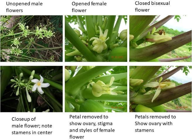 Seis imágenes de los distintos tipos de floración de la papaya: flores masculinas cerradas, flor masculina abierta, flor bisexual cerrada, acercamiento de una flor masculina, ovarios y estigma de una flor femenina.