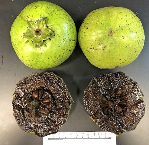 Figure 1. Black sapote fruit.