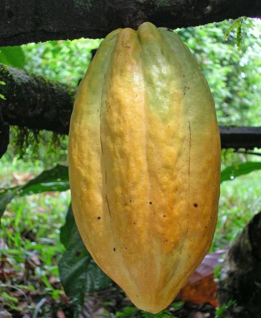 Figure 1. Cocoa pod.