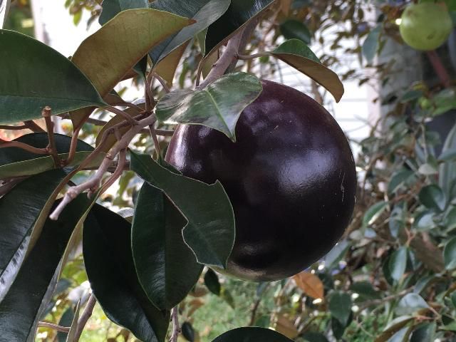 Figure 1. Caimito fruit on tree.