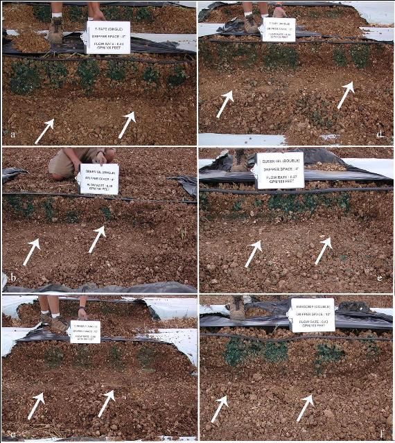 Figure 2. Shape of wetted zone observed on longitudinal sections of a 7- to 10-inch deep Krome very gravelly loam at the UF/IFAS Tropical Research and Education Center in Homestead, FL for selected drip tapes: T-Tape (1 hr. - a -, 2 hrs -d-), Queen Gil (1hr. -b- and -e-), and Eurodrip ( 2 hr. -c- and 3 hr -f-). Note that the arrows in the pictures point to the dye.