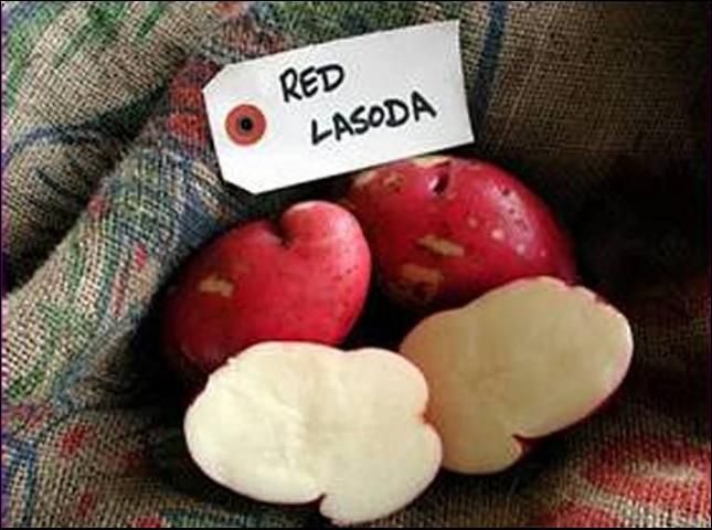 Figure 1. Typical tuber skin and internal flesh color of 'Red LaSoda'.
