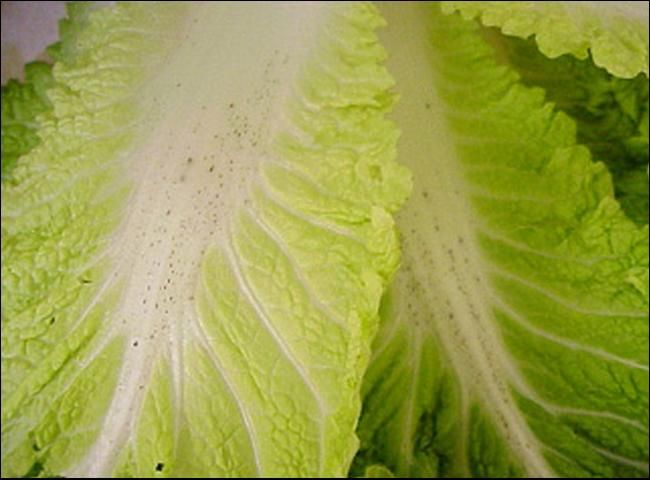 Figure 2.  Pepper spot on the leaf midrib of Napa cabbage.
