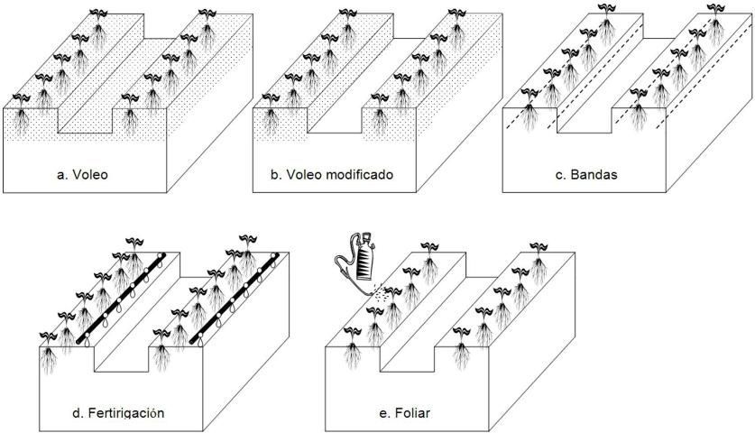 Métodos de aplicación de fertilizante para vegetales: a) Voleo (aplicación de fertilizante sobre toda la superficie del terreno), b) Voleo modificado (aplicación de fertilizante únicamente sobre el área utilizada (cama) por el cultivo), c) En bandas (aplicación de fertilizante en bandas delgadas a lo largo de la cama entre 2 a 3 pulgadas de profundidad), d) Fertigación (aplicación de fertilizante a través del sistema de riego), y e) Foliar (aplicación de nutrientes a las hojas de la planta, recomendadas únicamente para la aplicación de micronutrientes).