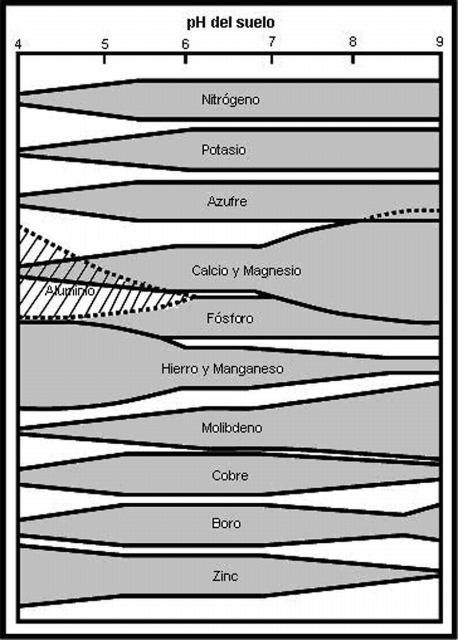 Relación entre pH del suelo y disponibilidad de nutrientes para la planta. Para cada elemento, entre más ancha la banda, más disponibilidad del elemento. 