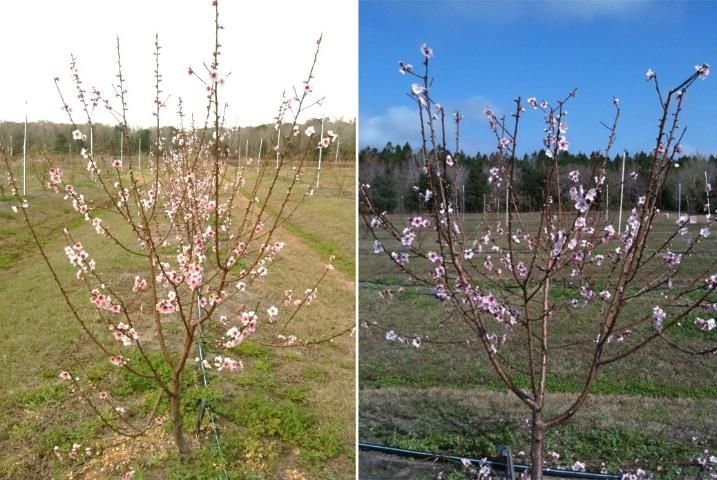 Figure 5. During year 2 dormant pruning, secondary branches have been selected to position fruiting branches around the circumference of the tree, before pruning (left) after pruning (right).