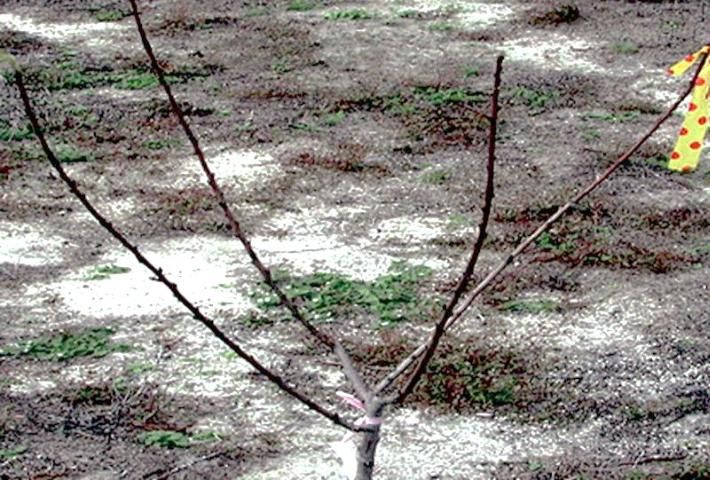 Figure 4. During year 1 dormant pruning, four major scaffold limbs have been selected to form the open center canopy.