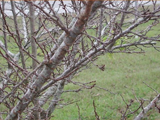 Figure 12. Plum tree spurs on which the majority of fruit are produced.