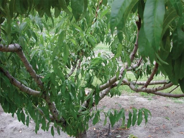 Figure 8. Summer pruning can expose the tree center to light but leave some leafy twigs to prevent sunburn of scaffold limbs.