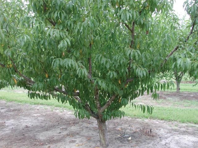 Figure 7. Open center of tree shaded by excessive branch growth in the summer.