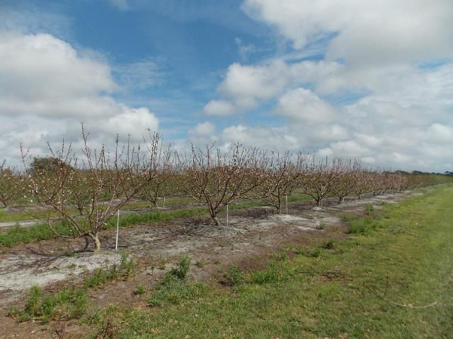 Figure 11. Peach trees pruned in an open center system in February during bloom.