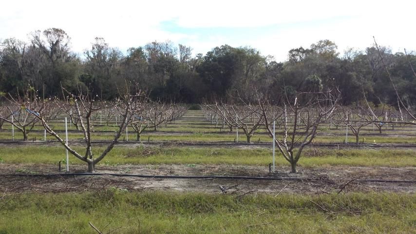 Figure 6. During year 4 dormant pruning.
