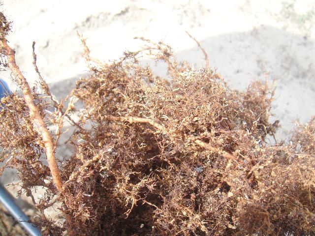 Figure 4. Nematode galls on the root system of a 'Flordaguard' outcross that was not culled during the propagation process.