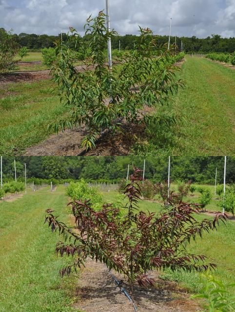 Figure 3. An outcross of 'Flordaguard' rootstock exhibiting less intensely red leaves in the new growth (top), compared with a true 'Flordaguard' rootstock exhibiting full red leaves in the new growth (bottom).