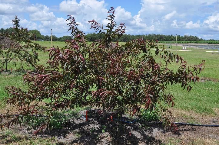 Figure 1. A 'Flordaguard' peach tree highlighted by red leaves and long, whippy branches.