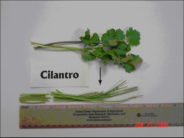 Figure 3. Cilantro leaf part used for sap collection and analysis. (The arrow marks plant part used for sap testing.)