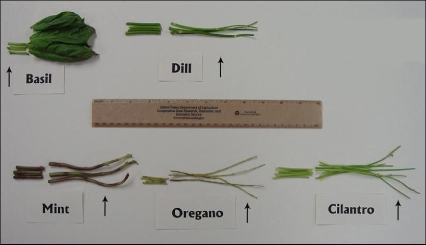 Figure 1. Leaf parts of basil, dill, mint, oregano, and cilantro selected for sap collection. (Plant parts may not anatomically correspond to a petiole. Using the same leaf part in routine sap testing is necessary if the typical ranges presented above are to be used. The arrow marks plant part used for sap testing.)