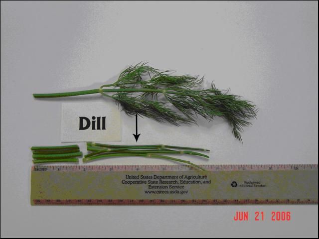 Figure 4. Dill leaf part used for sap collection and analysis. (The arrow marks plant part used for sap testing.)