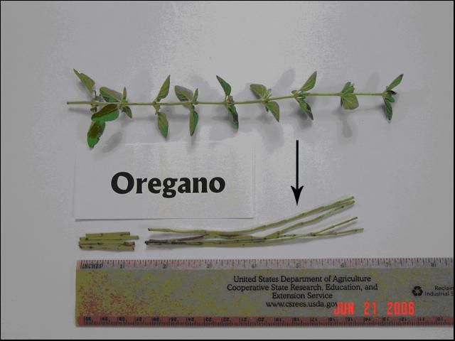 Figure 6. Oregano leaf part used for sap collection and analysis. (The arrow marks plant part used for sap testing.)