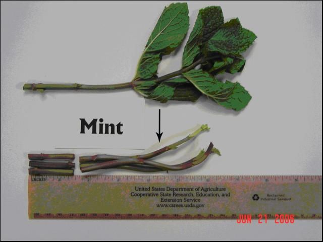 Figure 5. Spearmint leaf part used for sap collection and analysis. (The arrow marks plant part used for sap testing.)