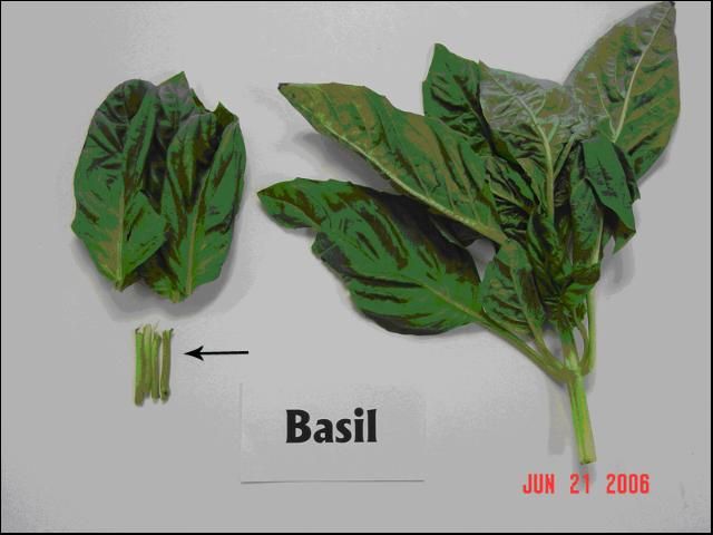 Figure 2. Basil leaf part used for sap collection and analysis. (The arrow marks plant part used for sap testing.)