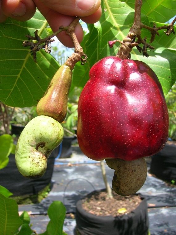 Left - immature (reddish peel color) cashew apple with immature cashew nut (light green) and Right – bright red mature cashew apple and mature cashew nut (green, somewhat in the shade)