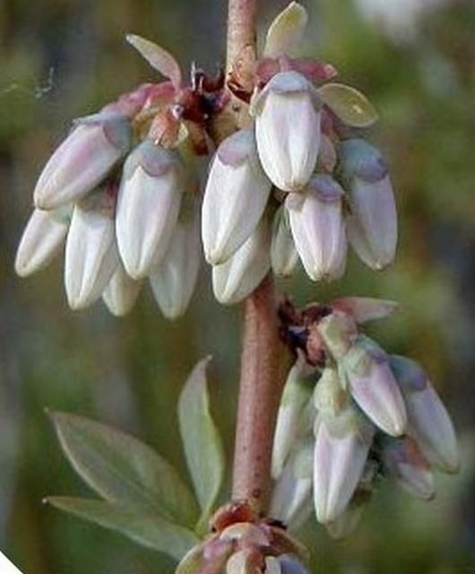 Flower bud stage 5. 