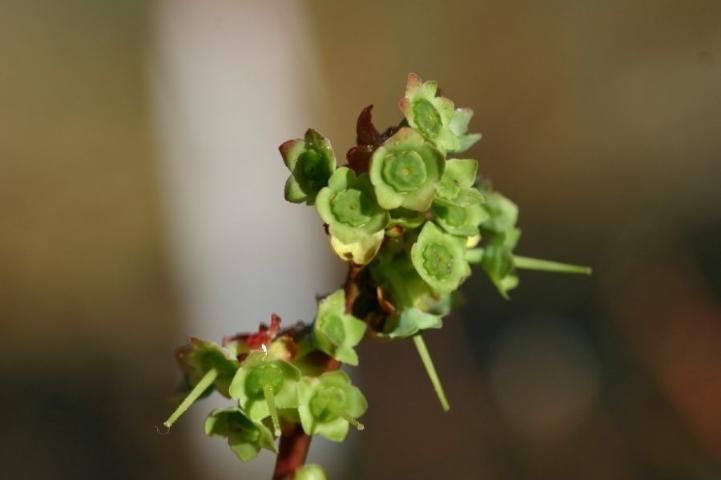 Flower bud stage 7.