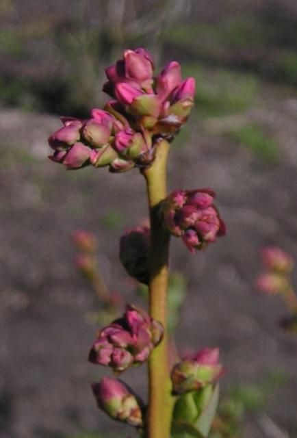 Flower bud stage 4.