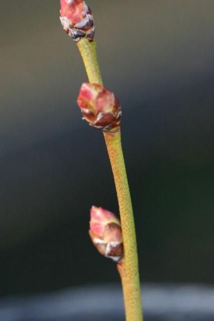 Flower bud stage 2. 