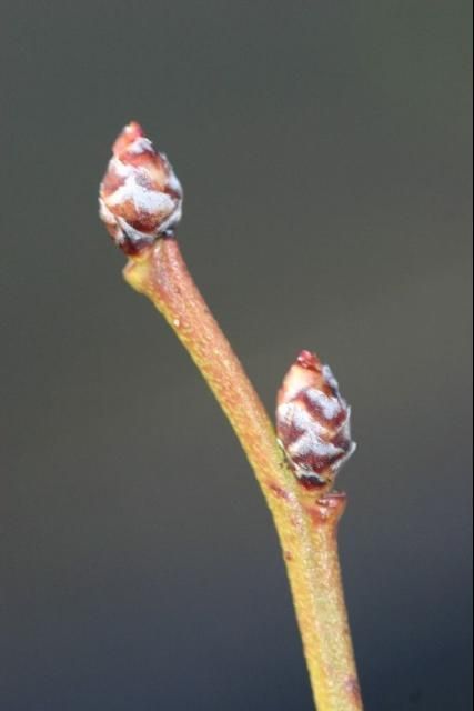 Flower bud stage 1.