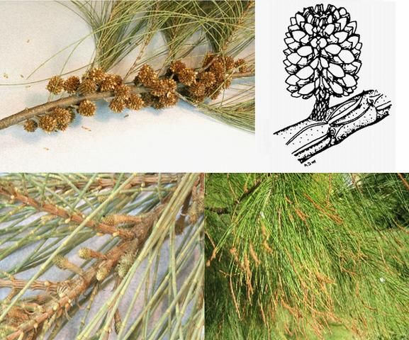 Figure 6. Casuarina cunninghamiana cones and male flowers. The cones (top left) are from a tree in Ruskin and are similar in size and shape to those shown in the diagram (Wilson and Johnson, 1989). The seeds are smaller than those collected from C. equisetifolia. The young developing cones (above, left) were produced on an old tree in Ruskin; the male flowers (above, right) were produced on a tree in Fort Pierce in late February, 2008.