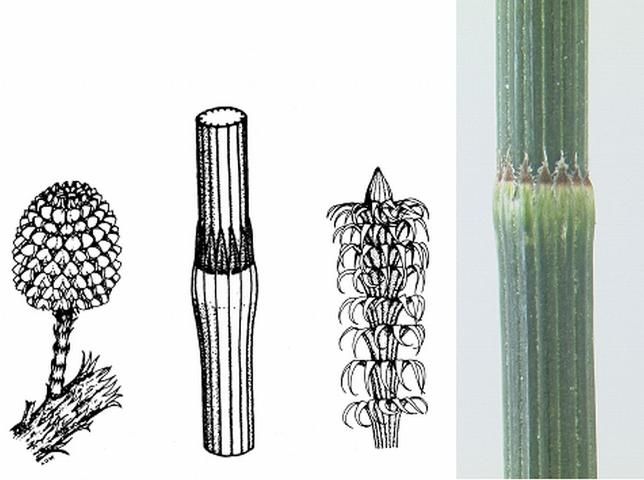 Figure 4. The diagrams illustrate the cone (left), node (middle, left), and end of a young branchlet (middle, right) of Casuarina glauca (Wilson and Johnson, 1989). The pictures are of needles collected from trees in central and eastern Florida. Note that 7 teeth are visible.