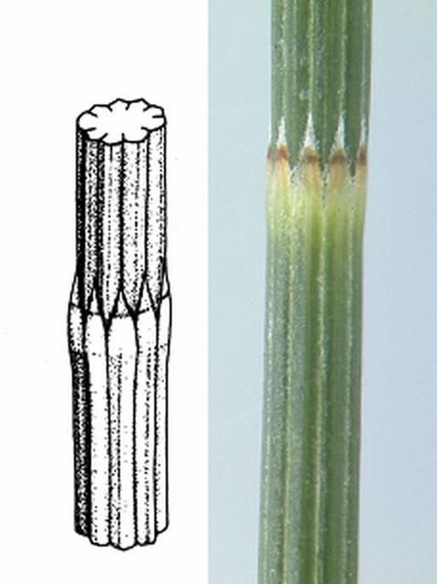 Figure 5. Casuarina cunninghamiana. Note the four visible teeth at the node and their color and size. The tips are grayish with an obvious transverse brown band about midway along the teeth. Beneath the band, the teeth are a yellowish-green color. The diagram is from Wilson and Johnson (1989) and the pictures are of needles collected in Florida.