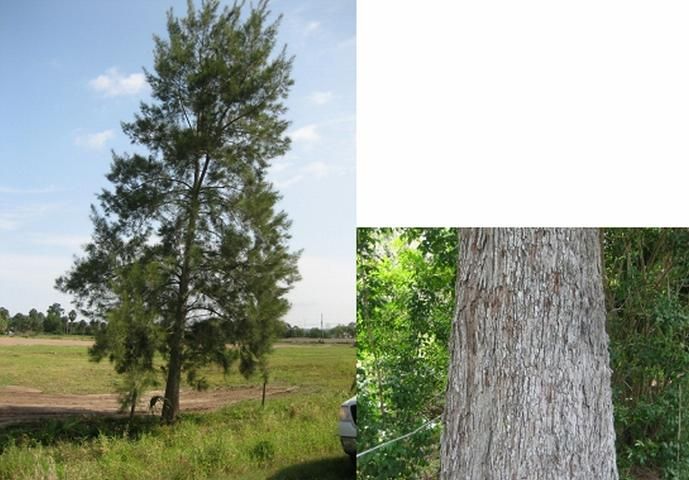 Figure 2. Casuarina cunninghamiana tree growing in Ruskin, FL. Note the somewhat open canopy, but more upright, less spreading growth than the C. equisetifolia tree; also, the bark is grayer and not as smooth.