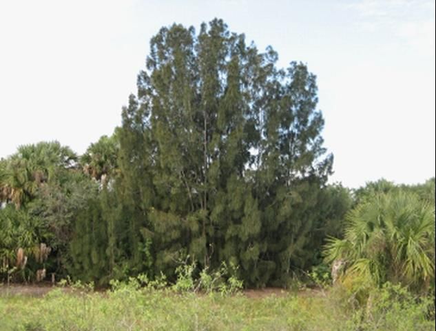 Figure 3. Cluster of Casuarina glauca trees in St. Lucie County, FL. Note the compact nature of the canopy and the presence of taller plants in the center of the group surrounded by smaller plants, all of which probably arose vegetatively by root suckering
