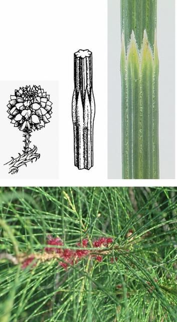 Figure 7. Casuarina equisetifolia female flowers, cones and nodes. Cones collected from trees in Florida that have typical traits are often larger than shown in the diagram and are blockier in shape. Note the four visible teeth, their color and size, and the overall hairiness of the needle especially at the edges of the teeth. The diagrams are from Wilson and Johnson (1989) and the pictures are of needles and cones collected in Florida.