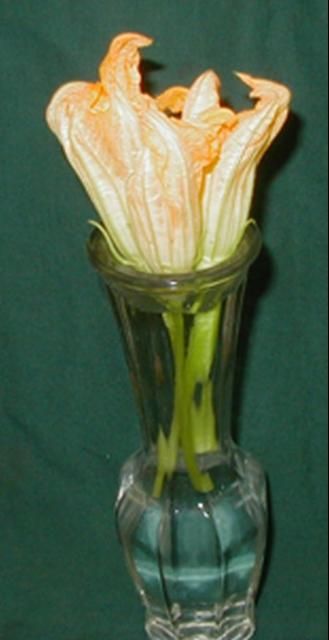 Figure 5. Male squash flowers in vase of water overnight to pollinate female squash flowers the following morning.
