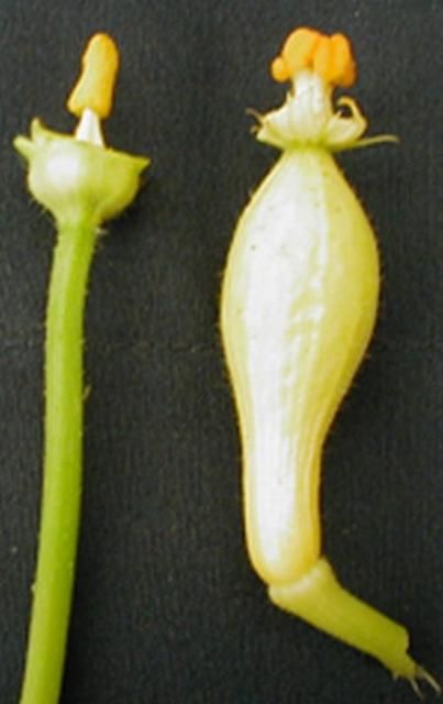 Figure 3. Flowers from Yellow Crookneck squash. Male flower on left with petals removed to expose male anther with pollen. Female flower on right with petals removed to show stigma.