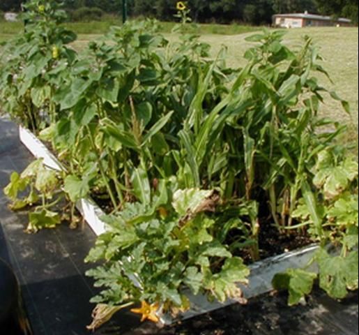 Figure 1. Small, raised-bed garden plot in a residential setting.