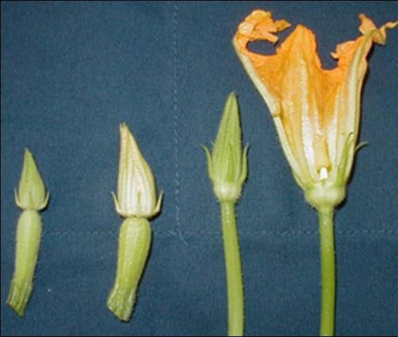 Figure 2. Flowers from Zucchini squash. Two female flowers are on the left; note rudimentary fruit below the flowers. Two male flowers are on the on right; note straight stems below flowers. Petals have been cut away from male flower to expose the anther with pollen.