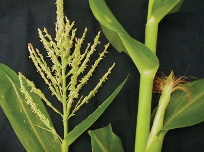 Flowers from corn. Male flower “tassel” is on the left; note pollen grains on the anthers. Female flower “silks” -- or stigma -- are on the right.