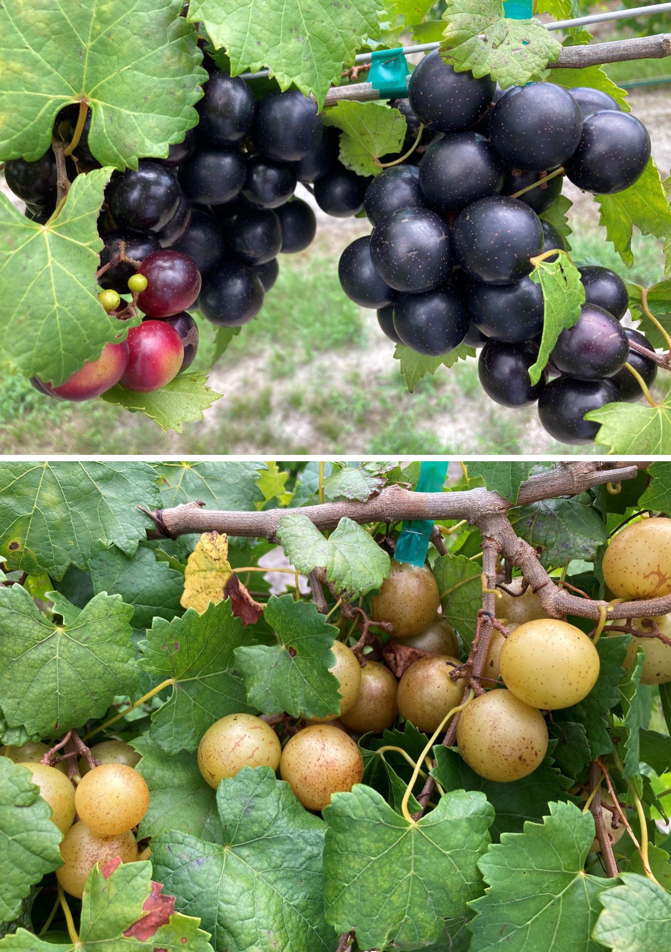 Black (top) and) bronze (bottom) color muscadine grapes grown at UF/IFAS Plant Scinece and Education Unit, Citra, FL. 