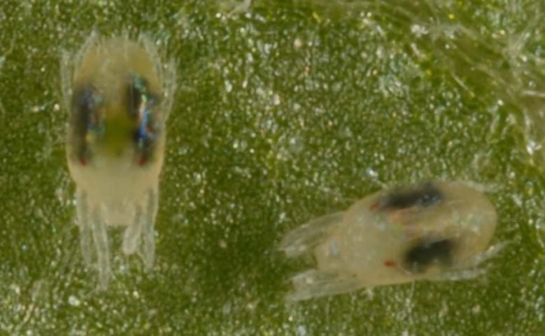 Two-spotted spider mite.
